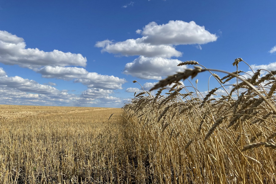 Зерновой трейдер Viterra Limited прекращает экспортную деятельность в России
