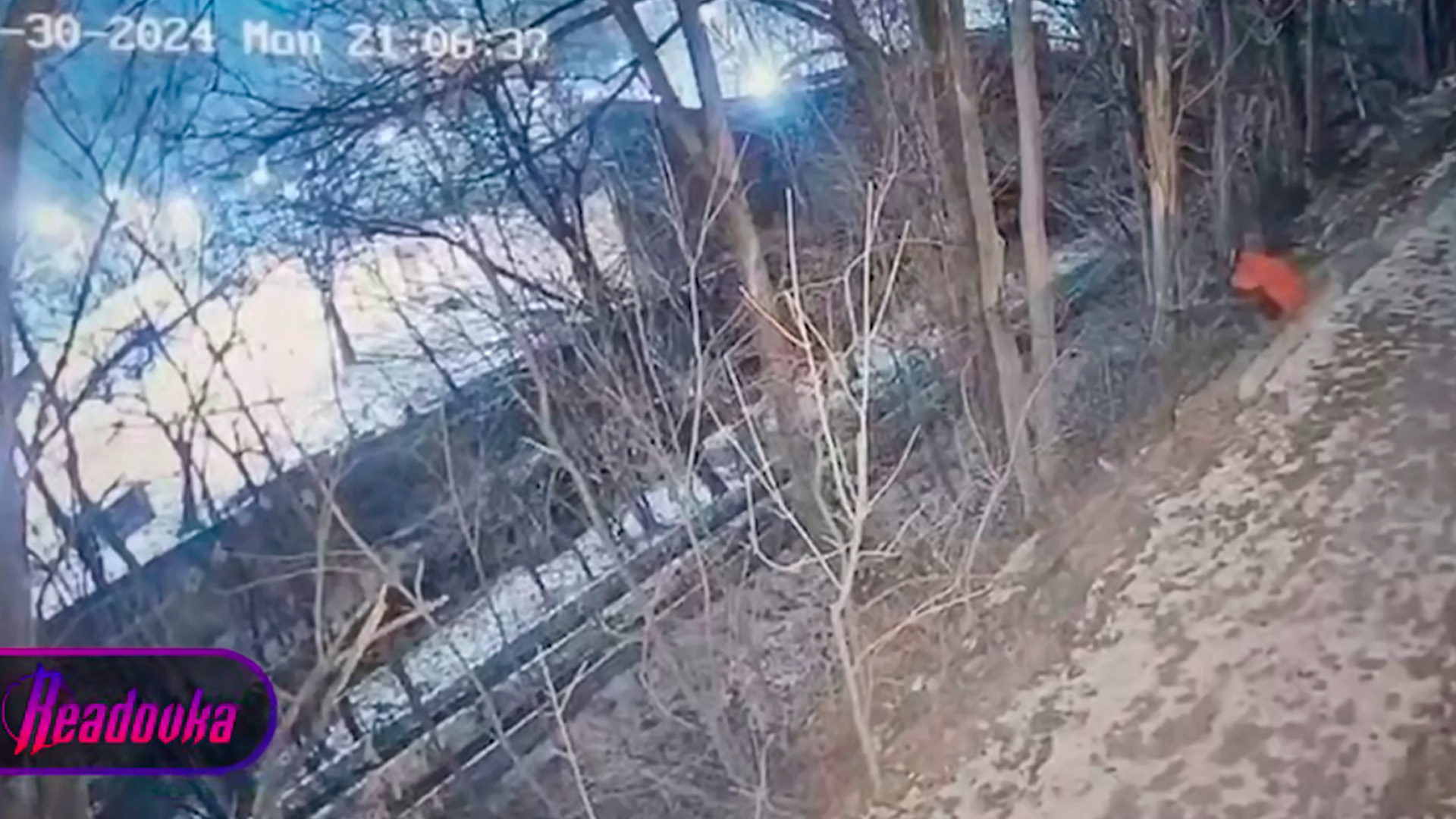 В Приморье завелась неуловимая похитительница елок в красной куртке