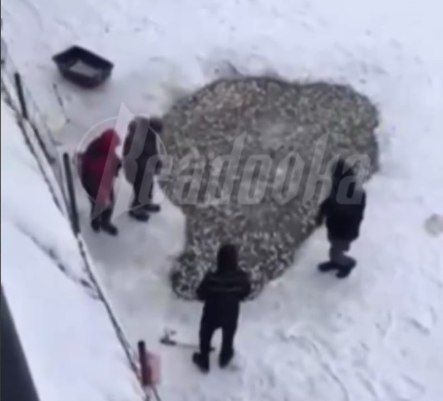 В центральном водоеме в Чебоксарах массово гибнет рыба